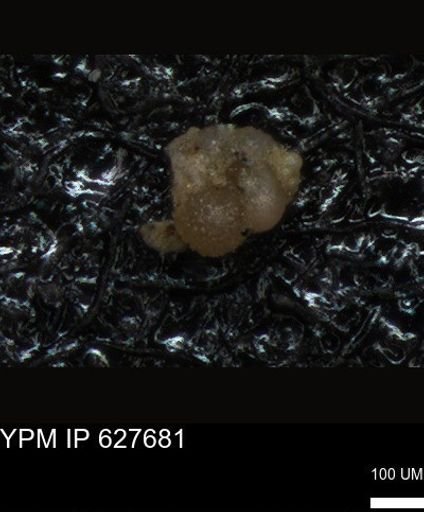 undet. Foraminiferida
