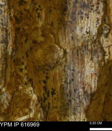 Teredo sp.