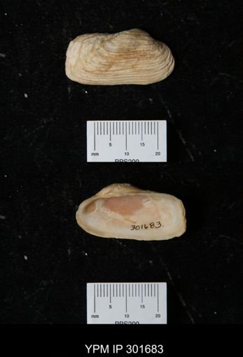 Hiatella arctica