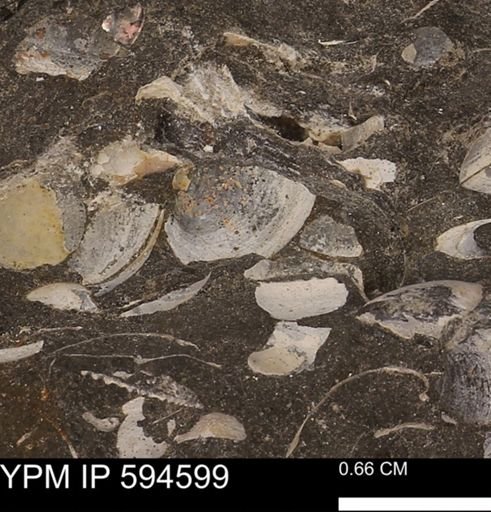 Protocardia sp.