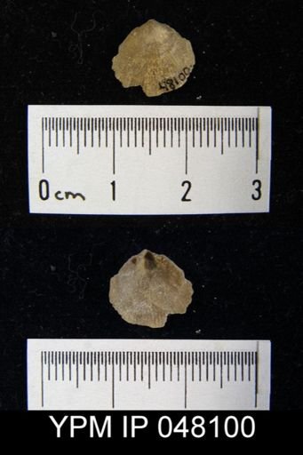 Mendacella cliftonensis