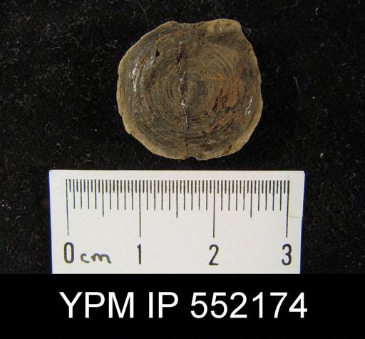 Orbiculoidea discus