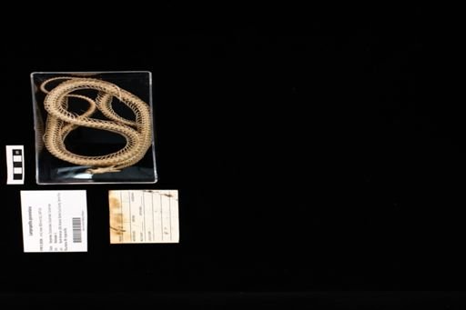 Lampropeltis pyromelana