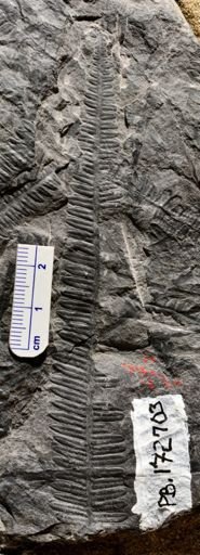 Pecopteris sp.
