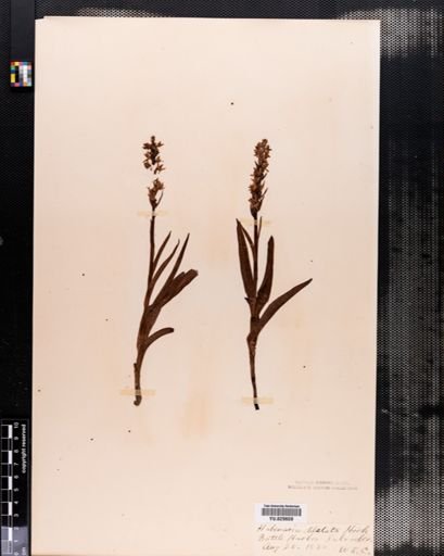 Habenaria