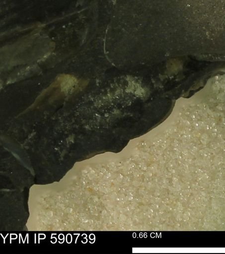 undet. Bivalvia