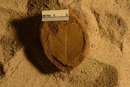 Angiospermopsida