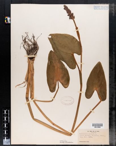 Pontederia cordata