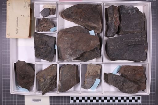 mixed taxa, stratigraphic collection