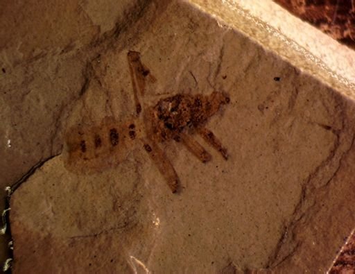 undet. Hemiptera