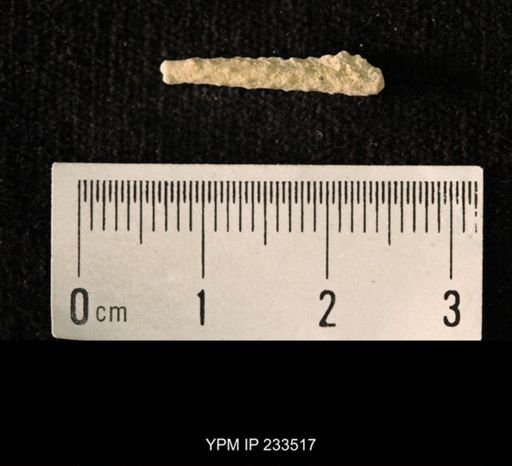 Archaeocidaris sp.