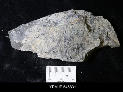 undet. Eurypterida