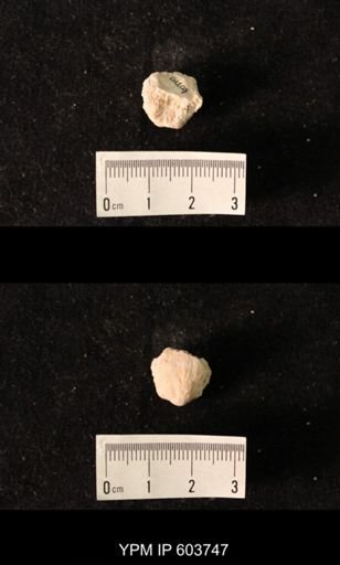 Productus sp.