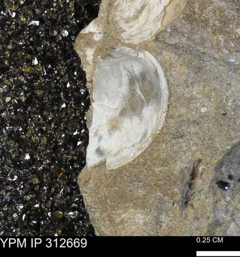 Phelopteria linguaeformis