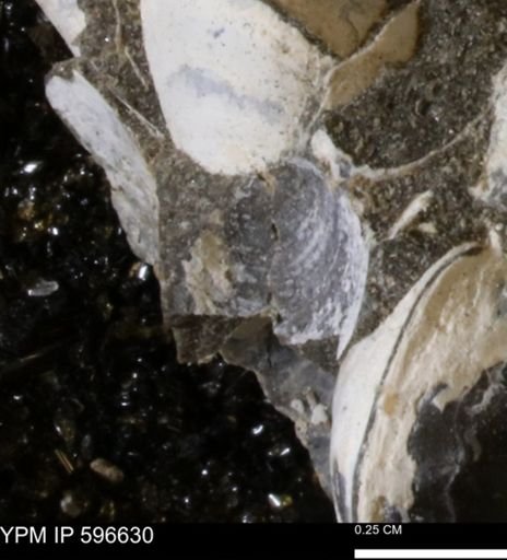Protocardia?