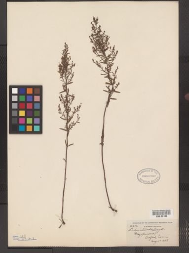 Lechea intermedia