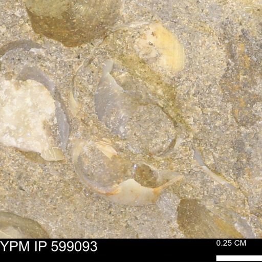 undet. Bryozoa