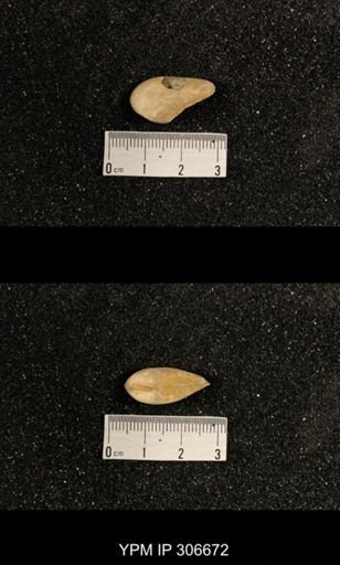 Phestia bellistriata
