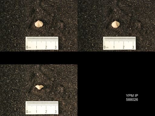 Zygospira modesta