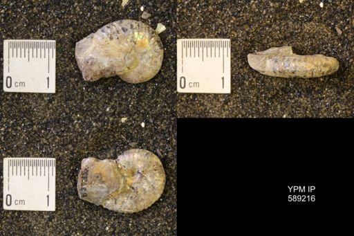 Discoscaphites conradi
