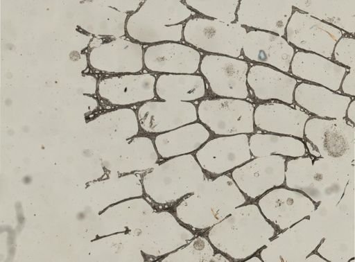 Schizoporella unicornis