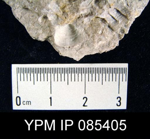 Marginifera wabashensis