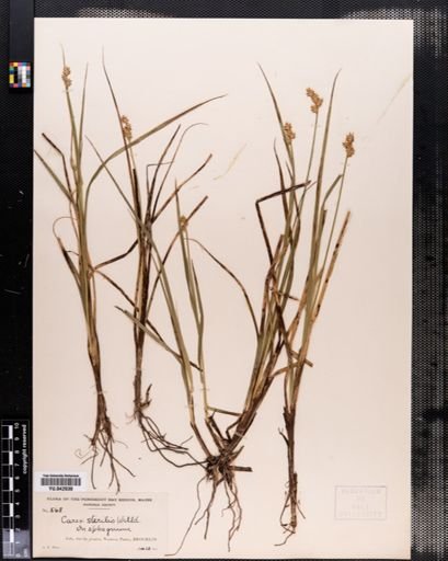 Carex sterilis