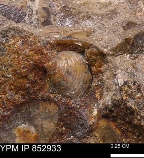 Inoceramus?