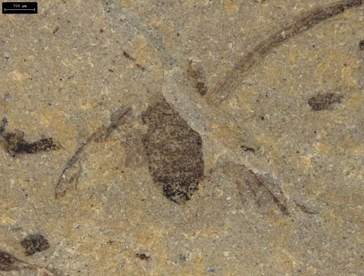 Apoidea?