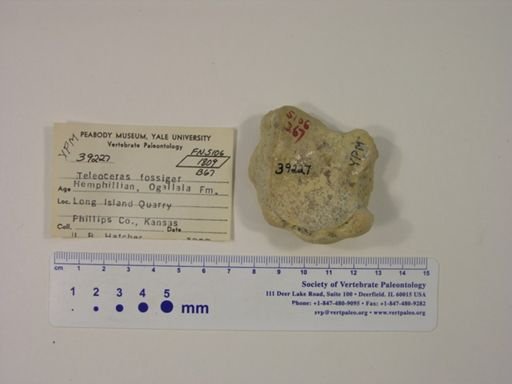 Teleoceras fossiger