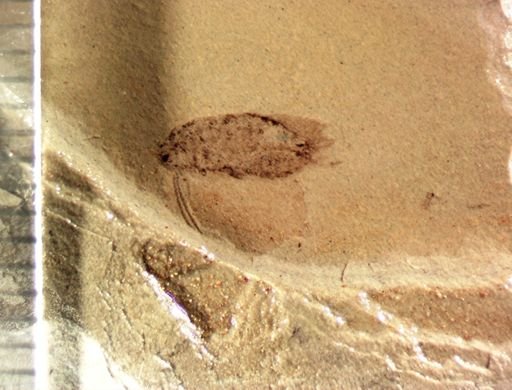 undet. Blattodea