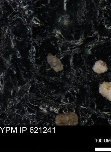 undet. Foraminiferida