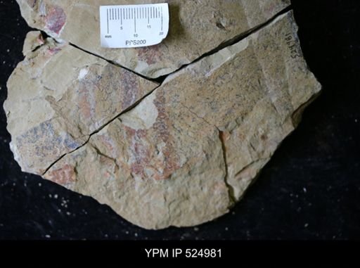 undet. Arthropoda