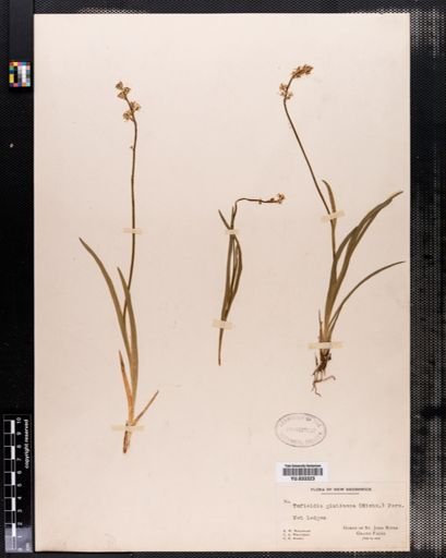 Tofieldia glutinosa