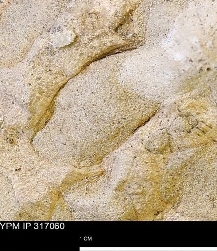 undet. Mollusca