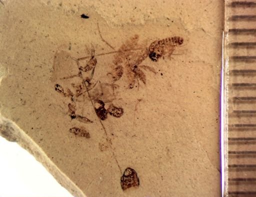 undet. Diptera