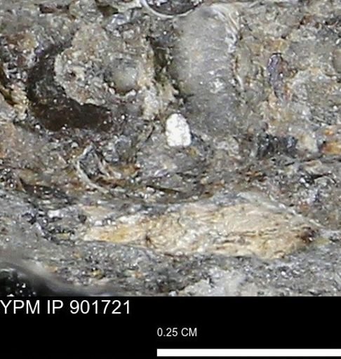 undet. Mollusca