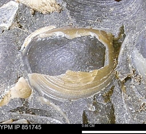 Limopsis striatopunctatus