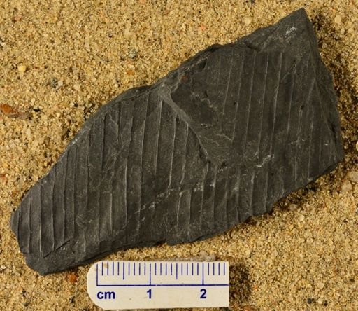 Calamites sp.