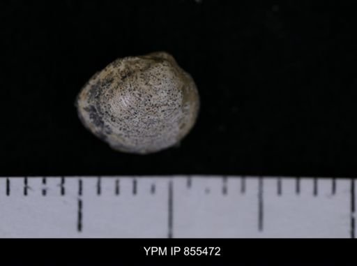 Limopsis striatopunctatus