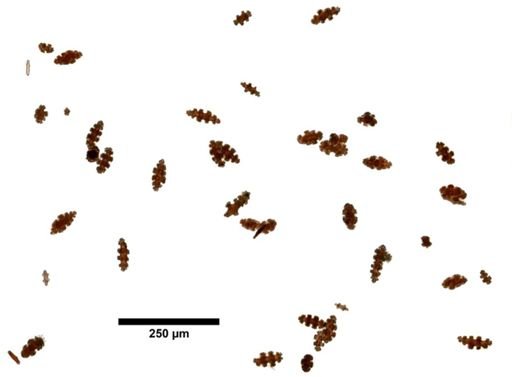 Leptogorgia rubopurpurea
