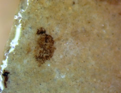 undet. Hexapoda