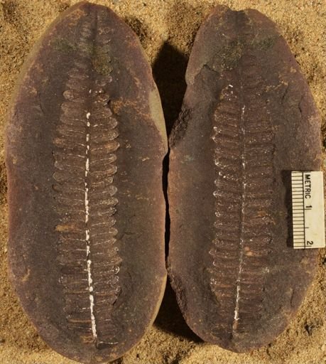 Pecopteris
