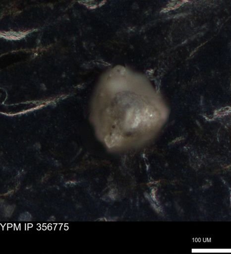 undet. Foraminiferida