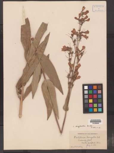 Penstemon digitalis