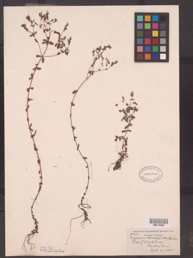 Hypericum boreale
