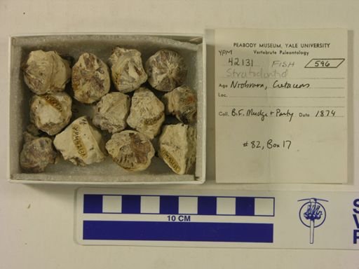 undet. Stratodontidae