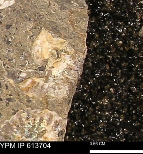Scaphites sp.