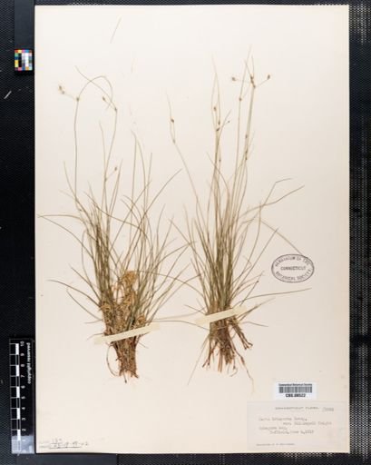 Plantae