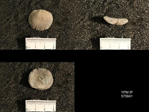 Dinorthis subquadrata